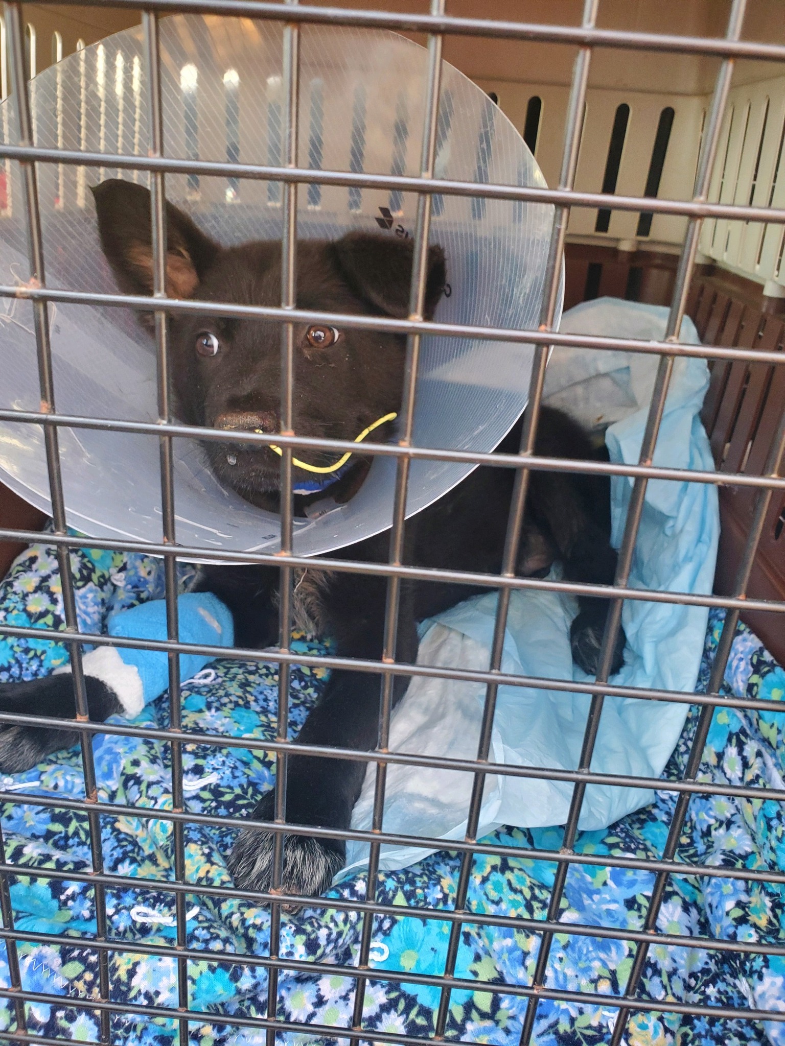 black dog with a collar in a cage