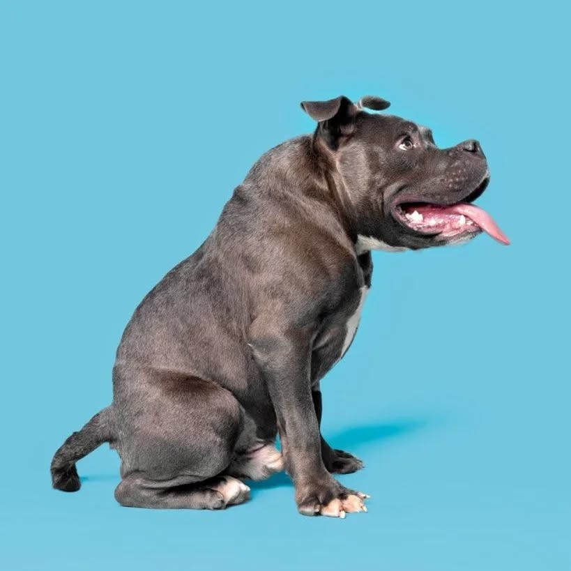 black dog with short spine syndrome