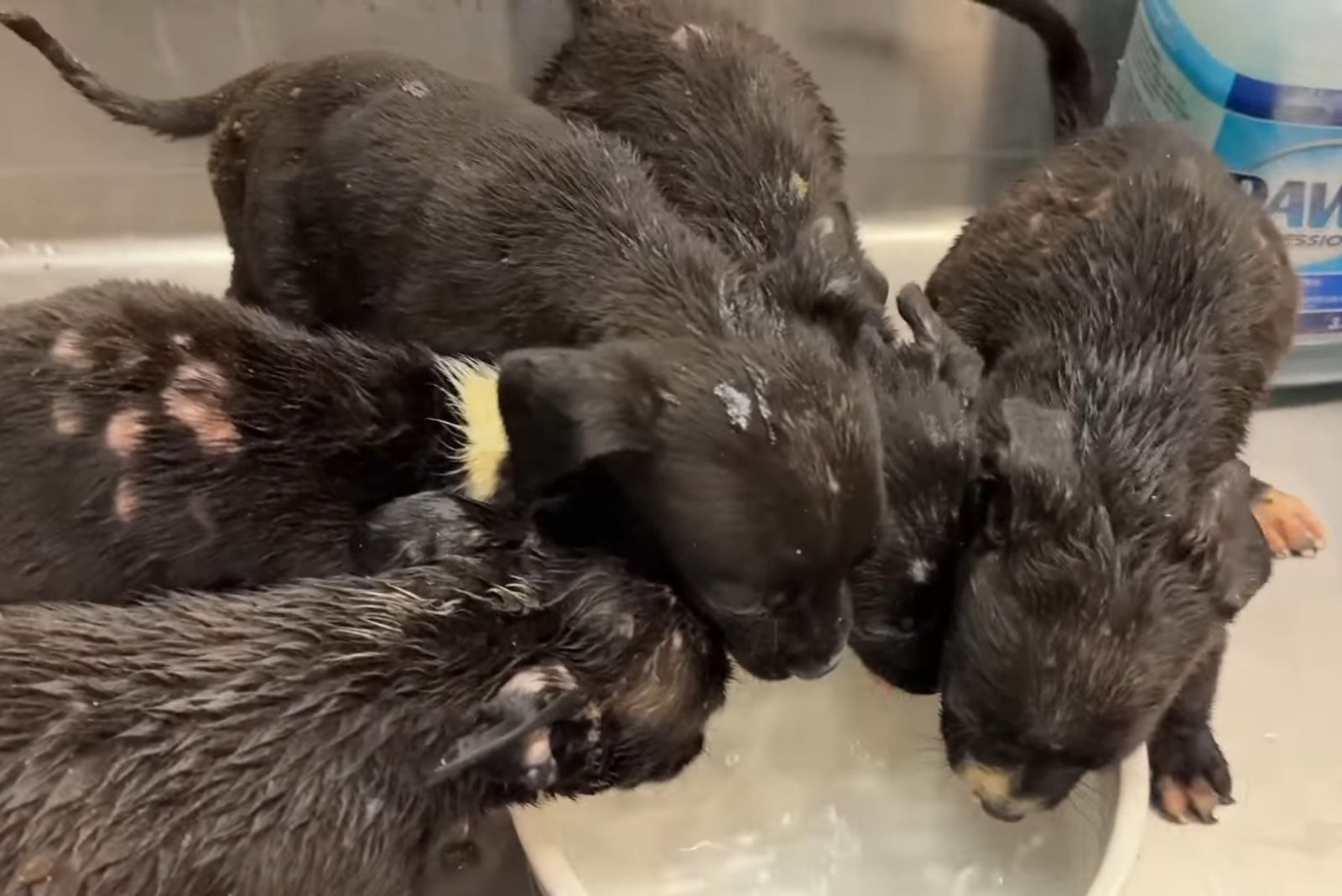 black four puppies