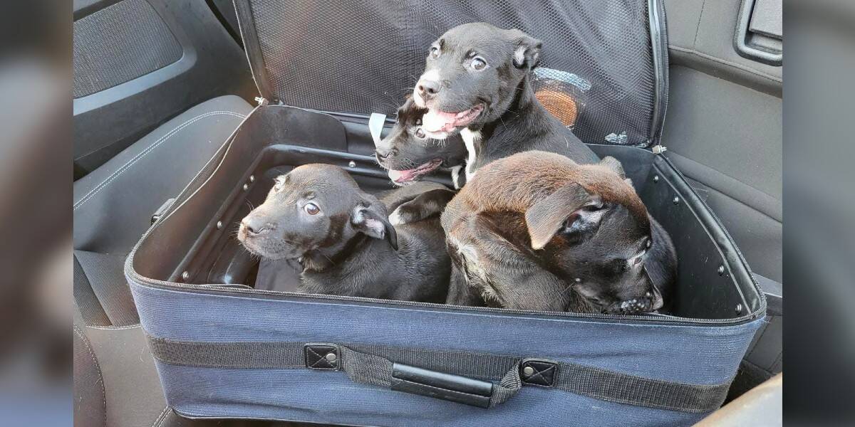 black puppies in a suitcase