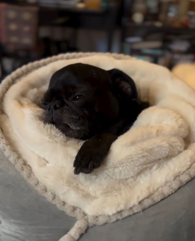 black puppy laying down