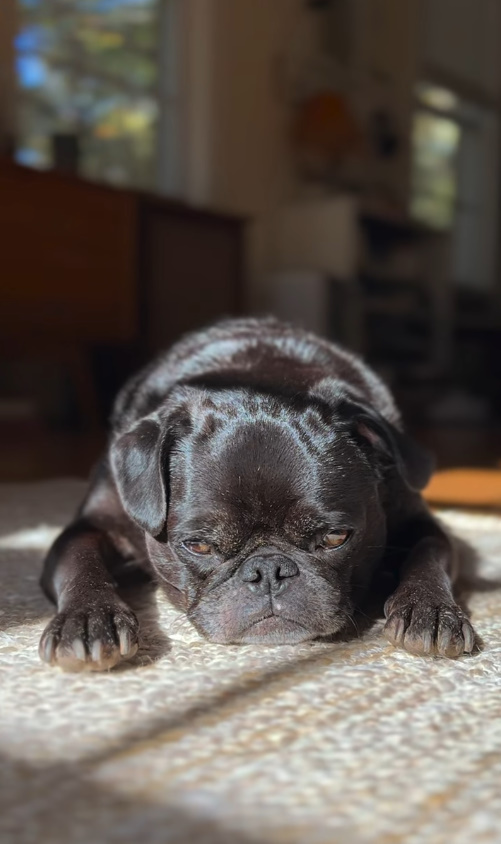black puppy laying on rug