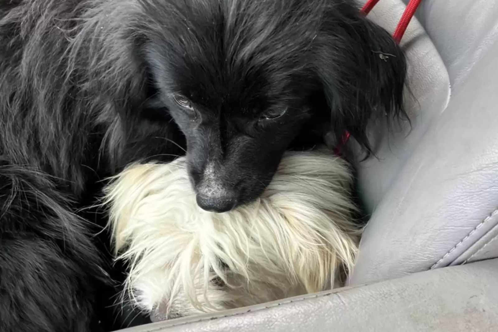 black puppy leaning against white dog