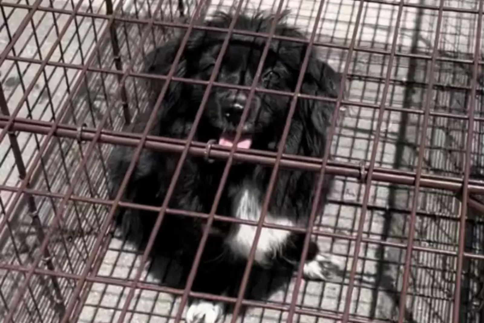 black shaggy dog ​​in a cage