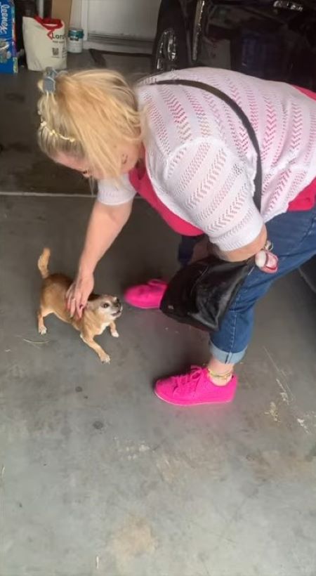 blonde woman and chihuahua