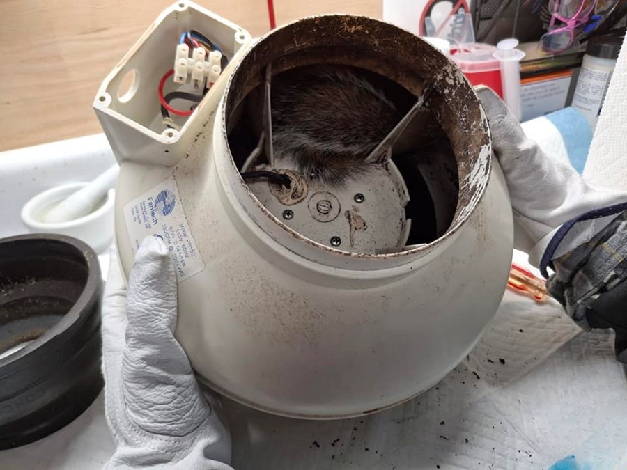 brown animal in peril