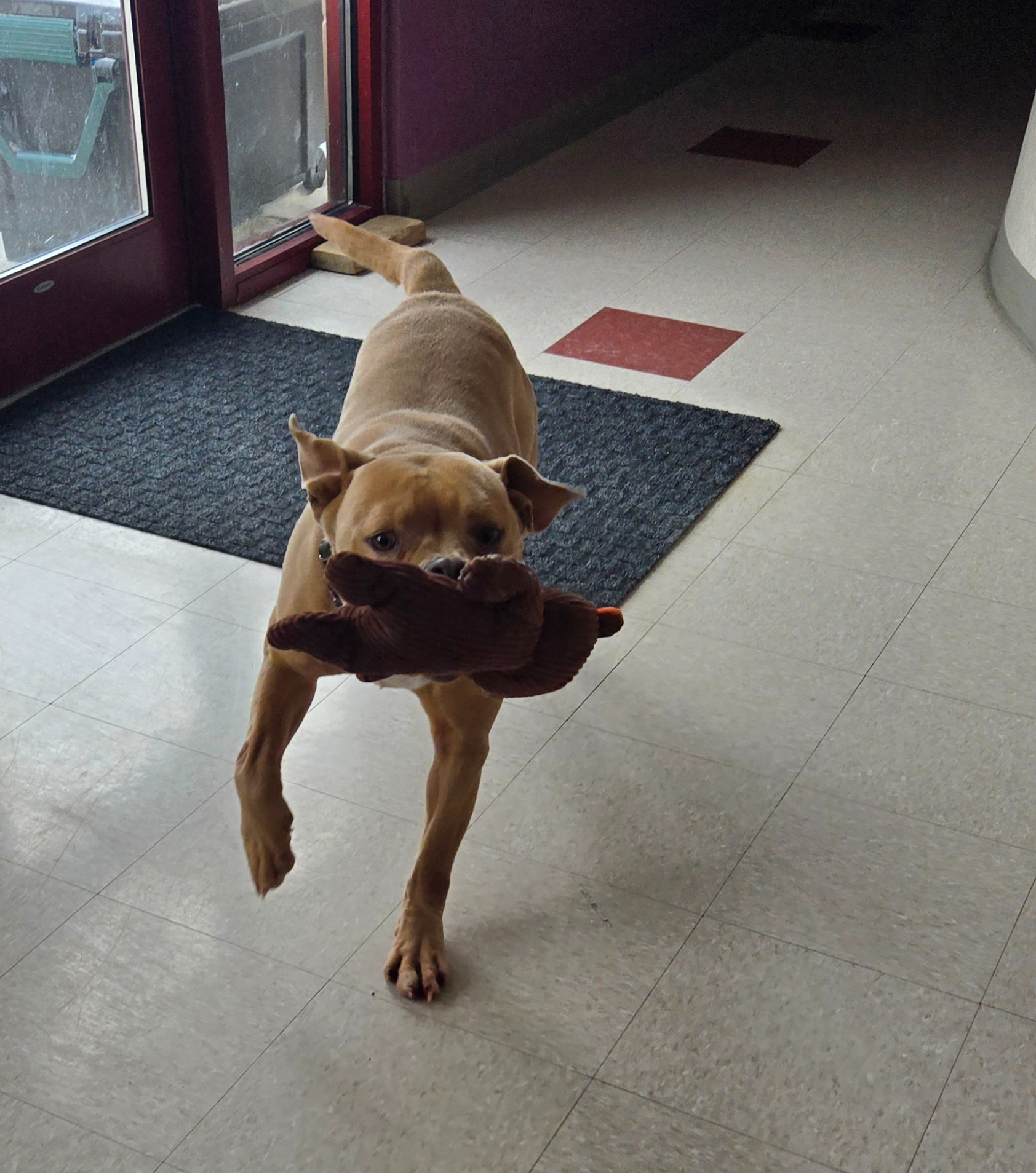 brown dog holding a toy in mouth
