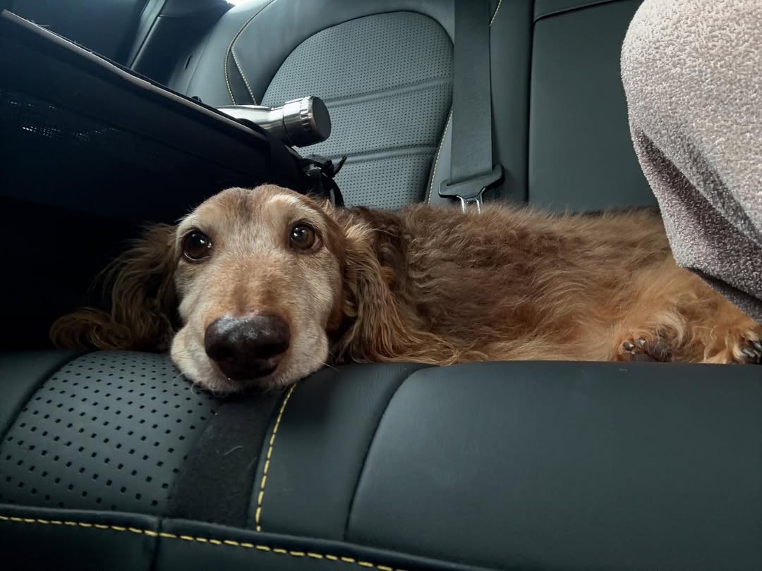 brown dog in car