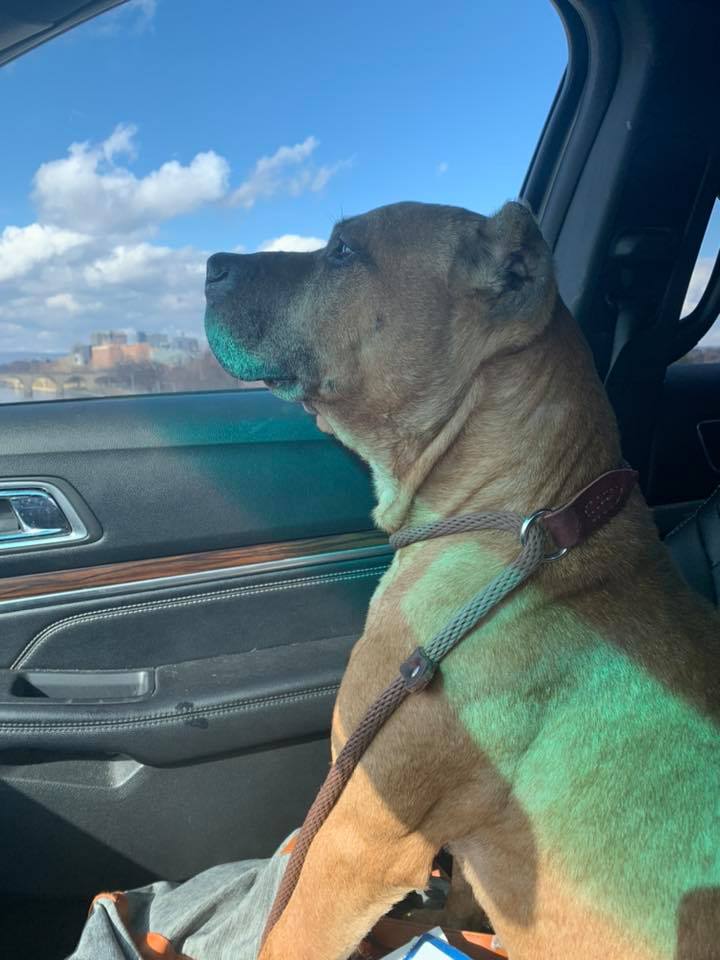 brown dog in car