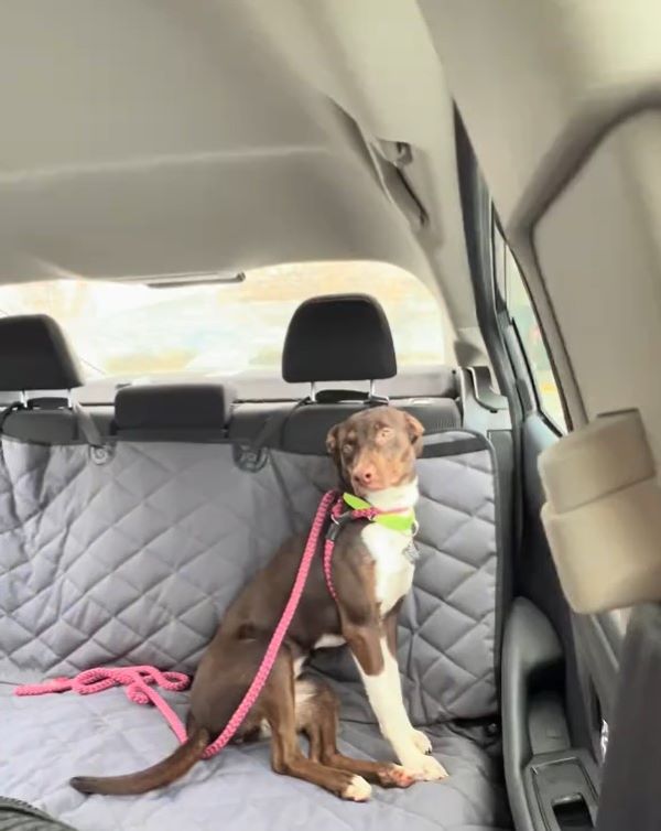 brown dog in car