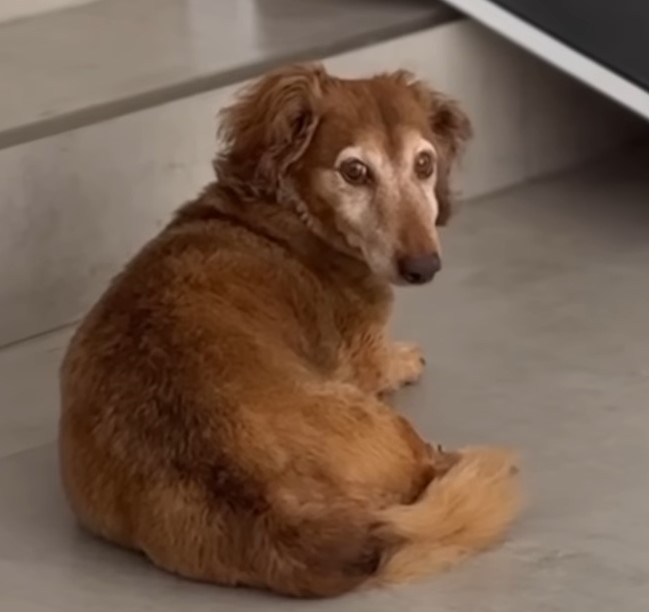 brown dog laying down