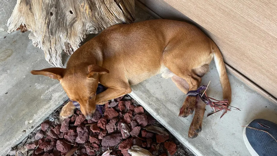 brown dog laying down