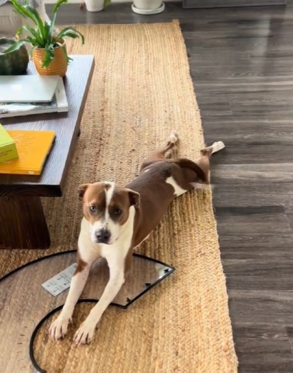 brown dog laying down on rug