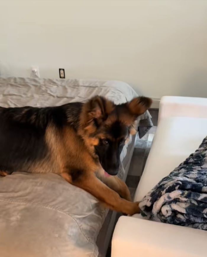 brown dog laying on bed
