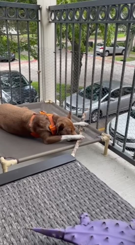 brown dog laying on terrace