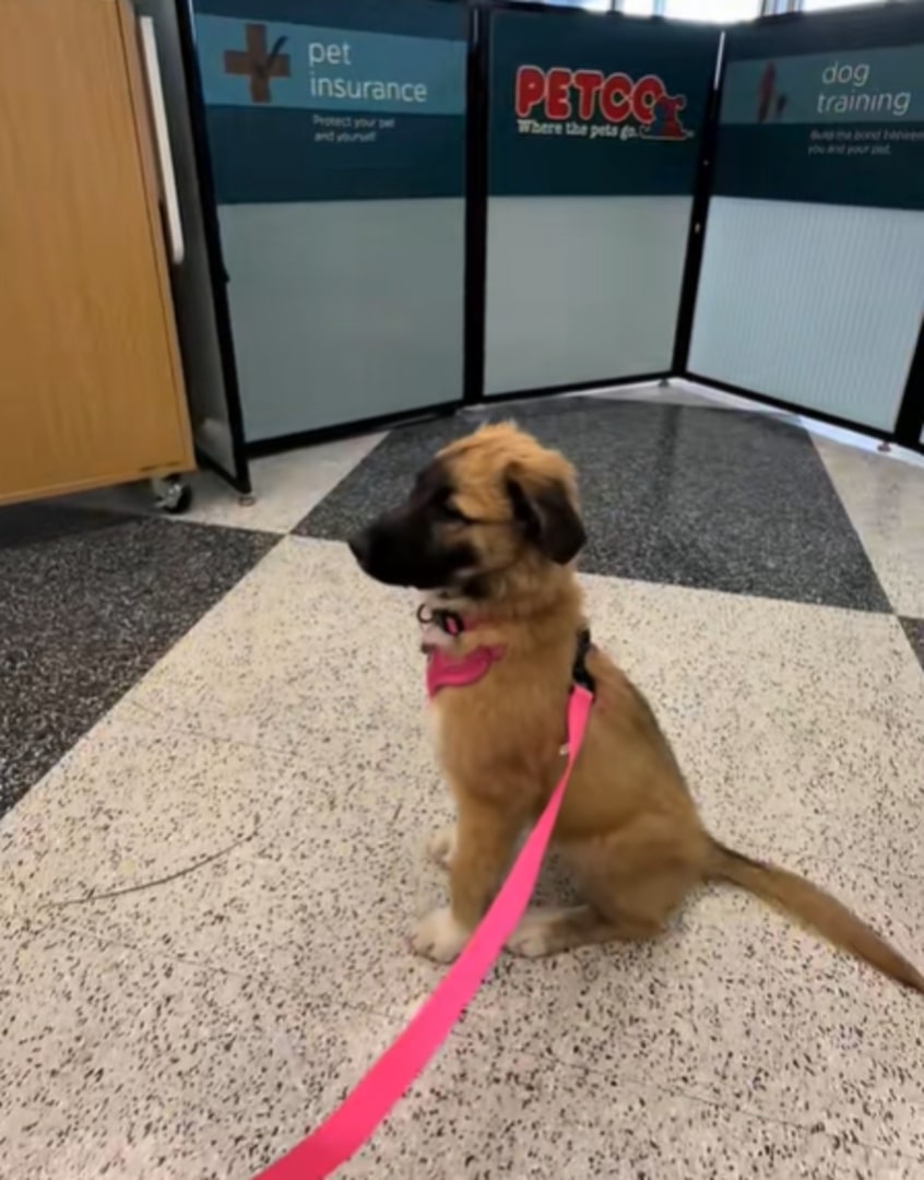 brown dog on a pink leash