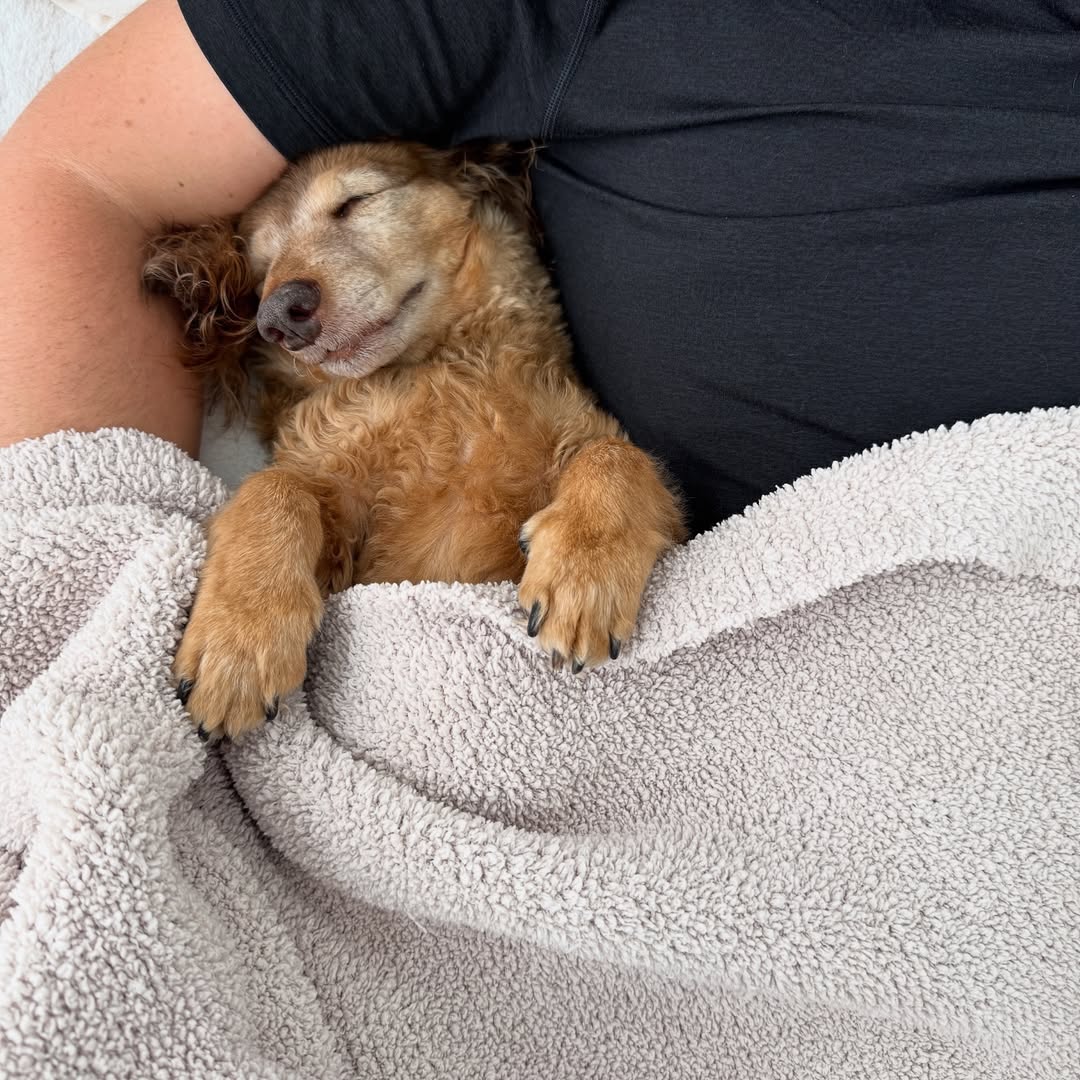 brown dog sleeping with owner