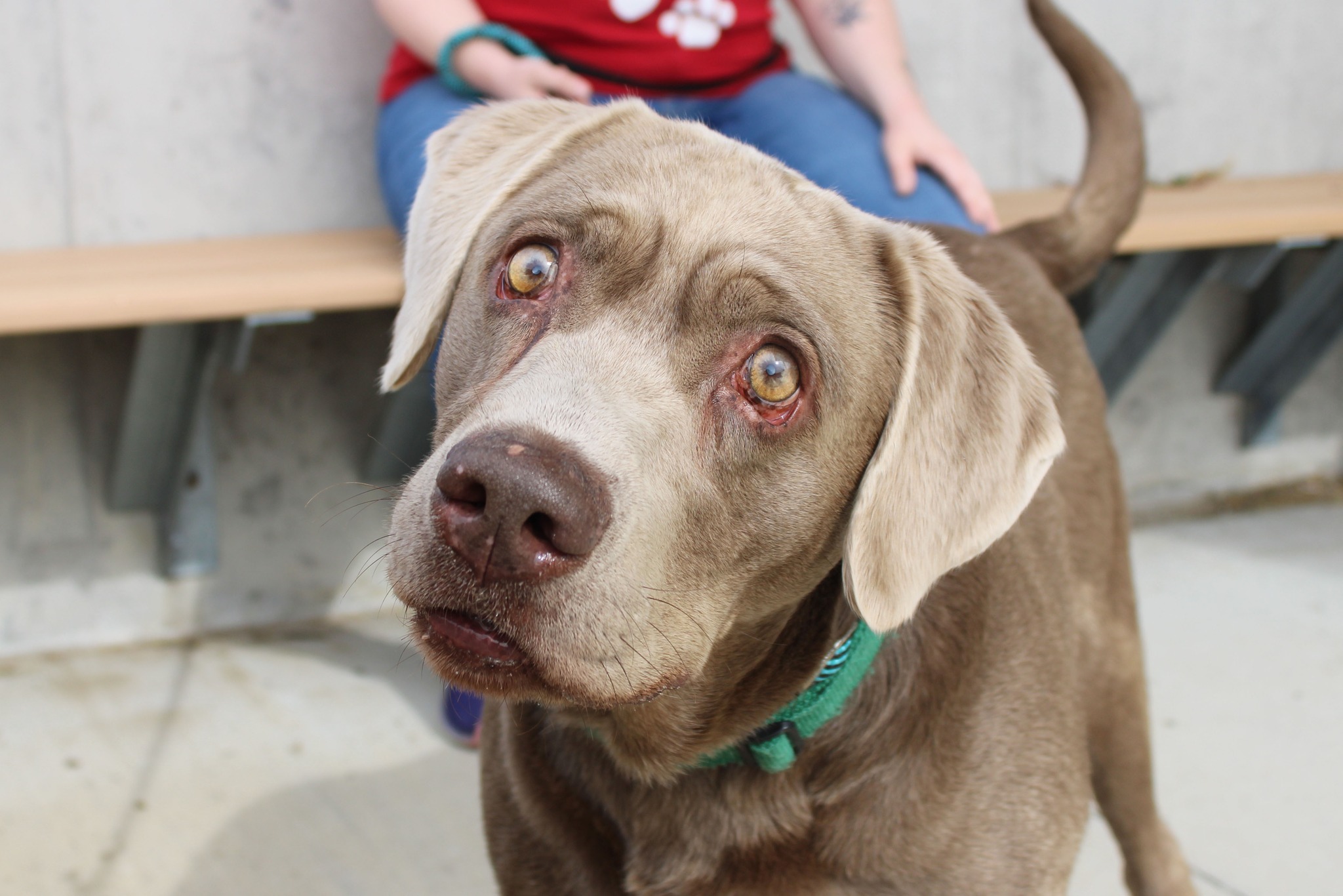 brown dog with big eyes