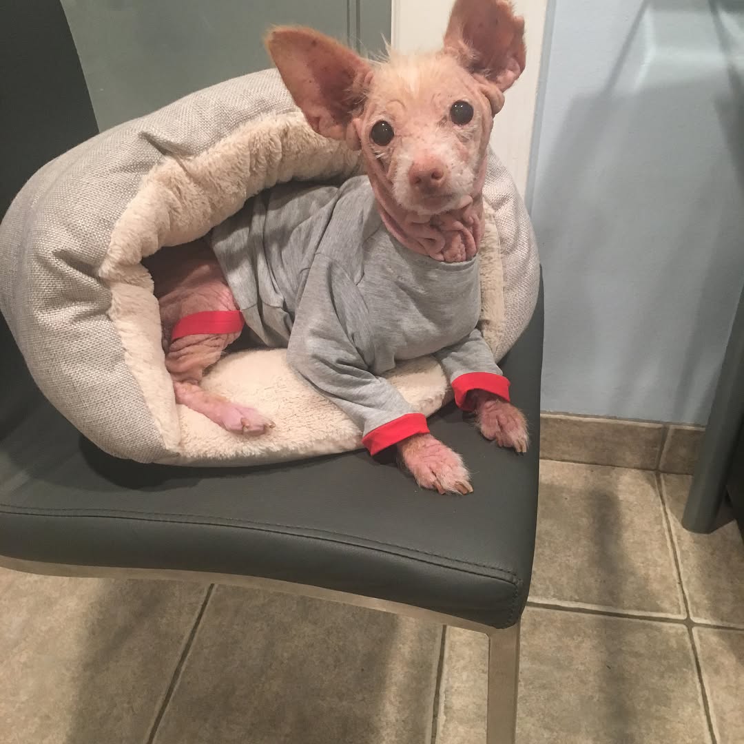 brown dog with clothes on