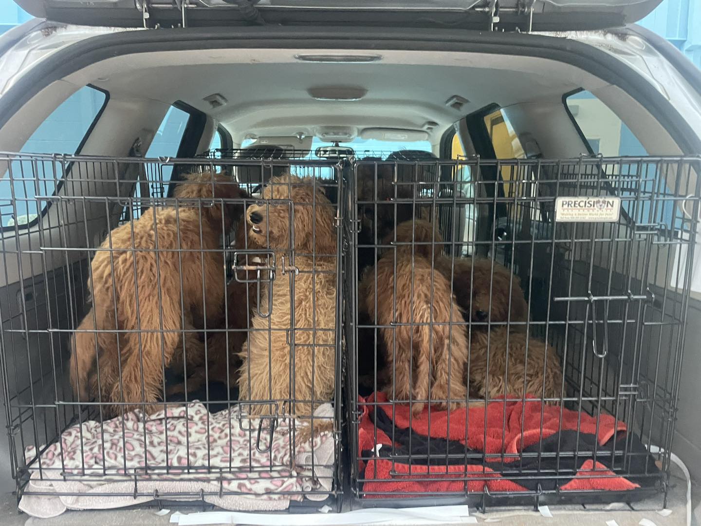 brown poodles in cages