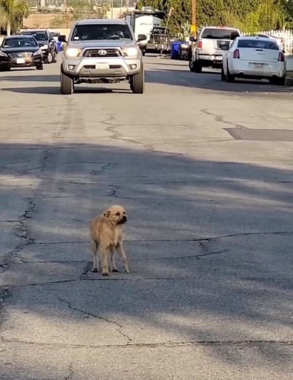 brown pup on street