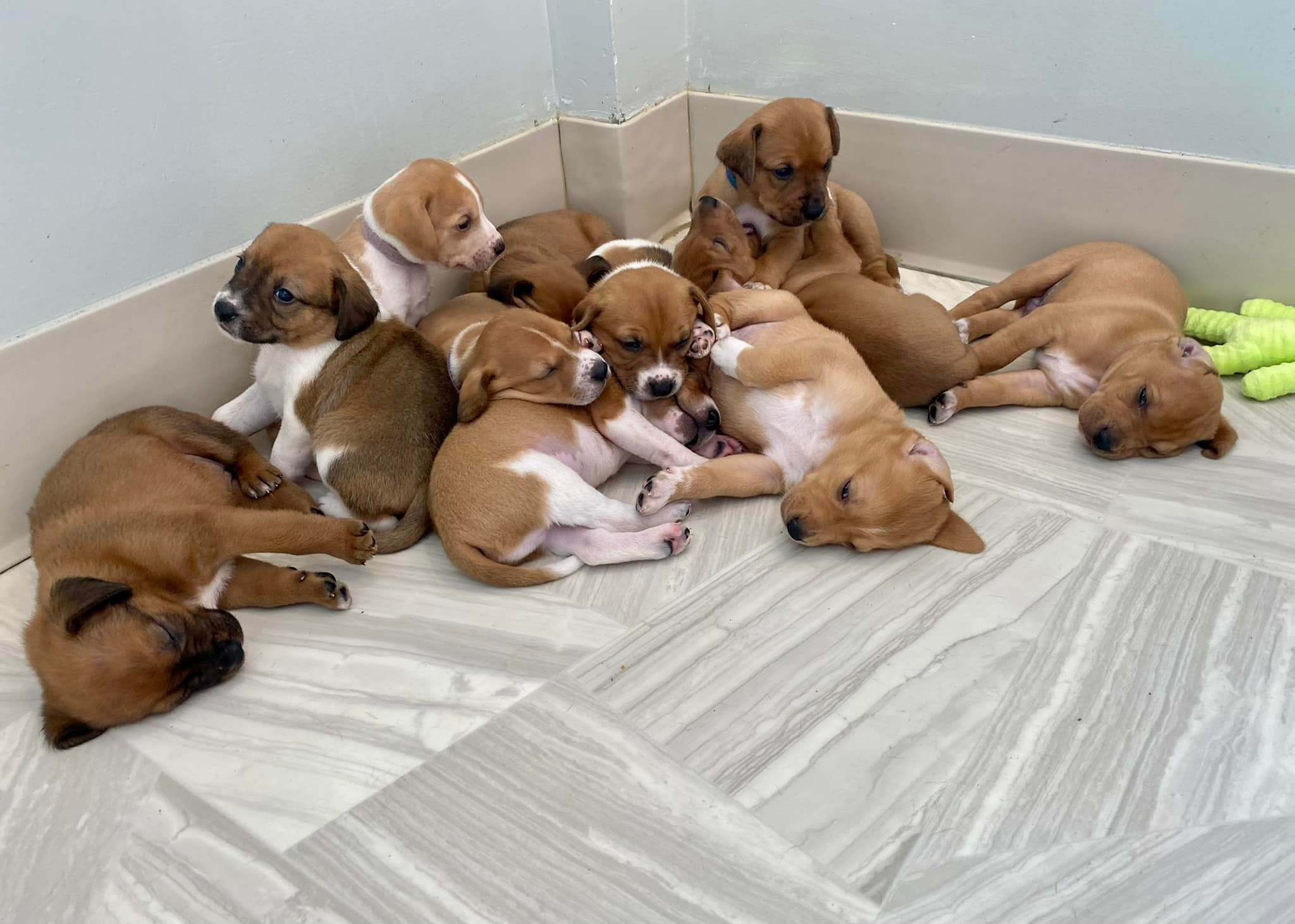 brown stenads lie next to each other