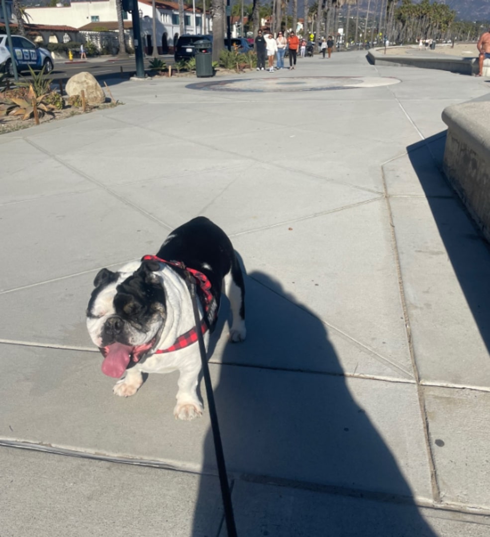 bulldog on leash