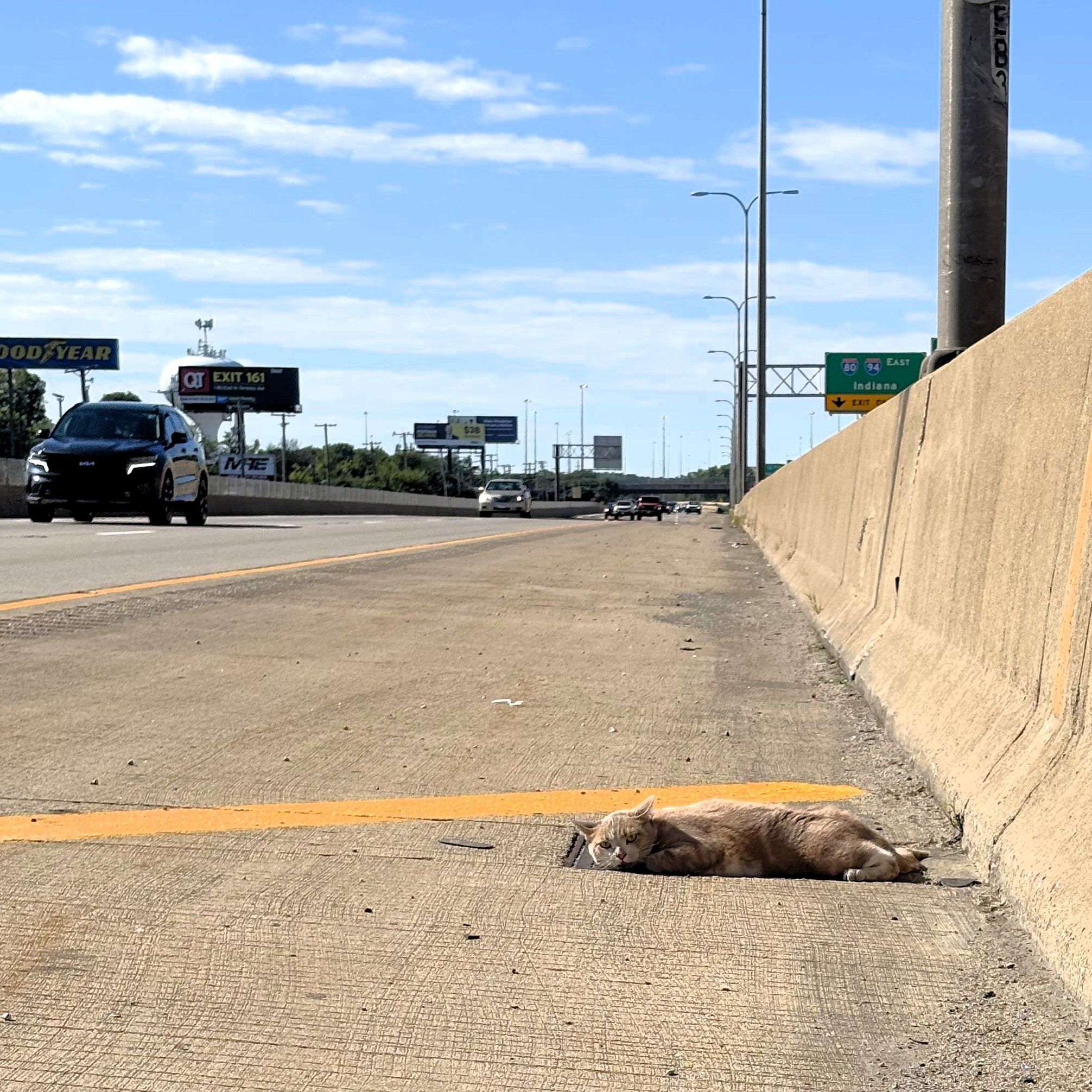 cat on highway