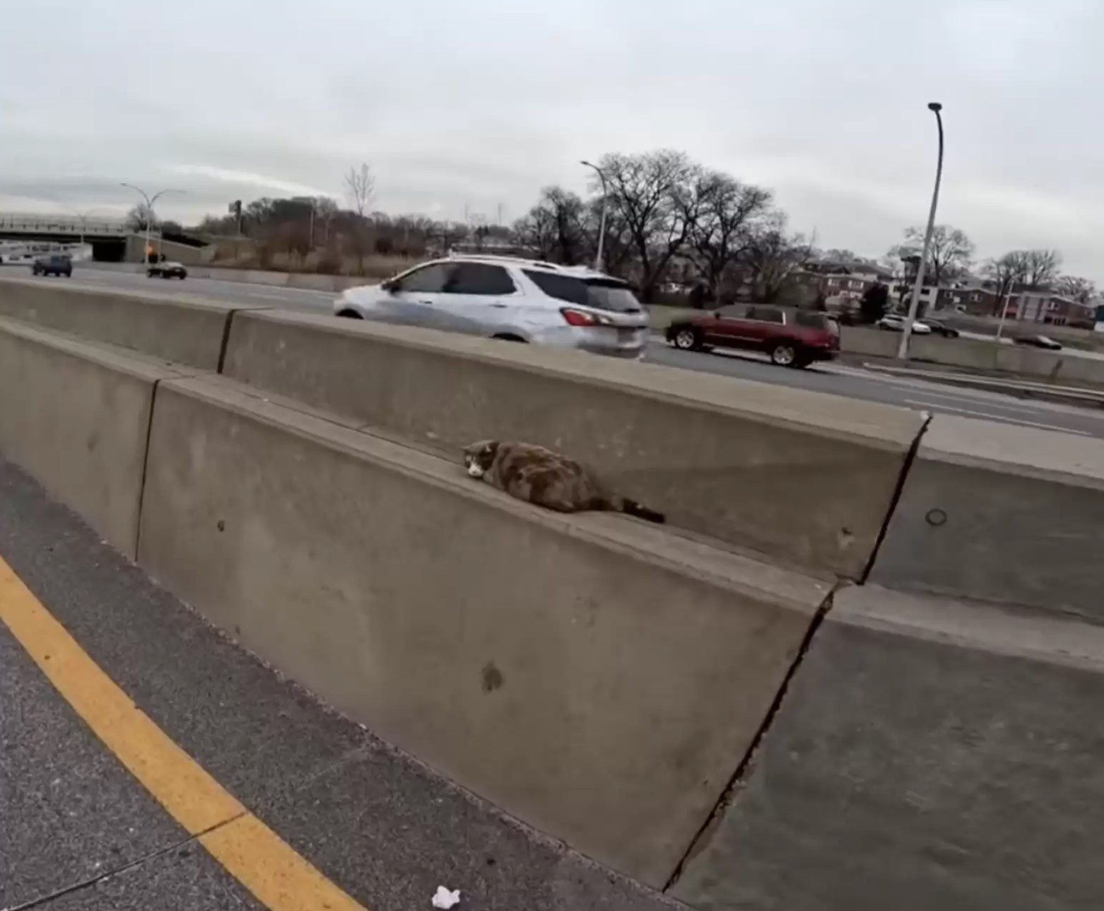 cat on highway