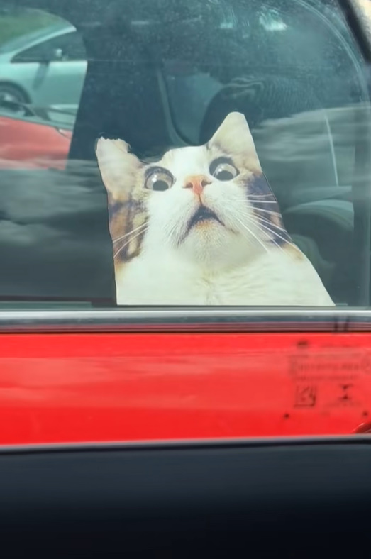 cat placed on car window