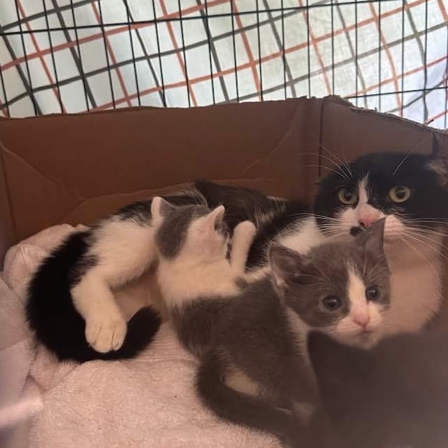 cat with kittens