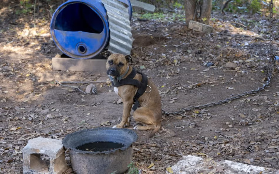 chained dog
