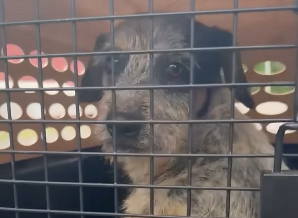 colorful dog in a cage