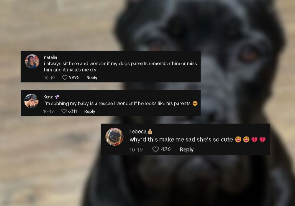 comments on tiktok