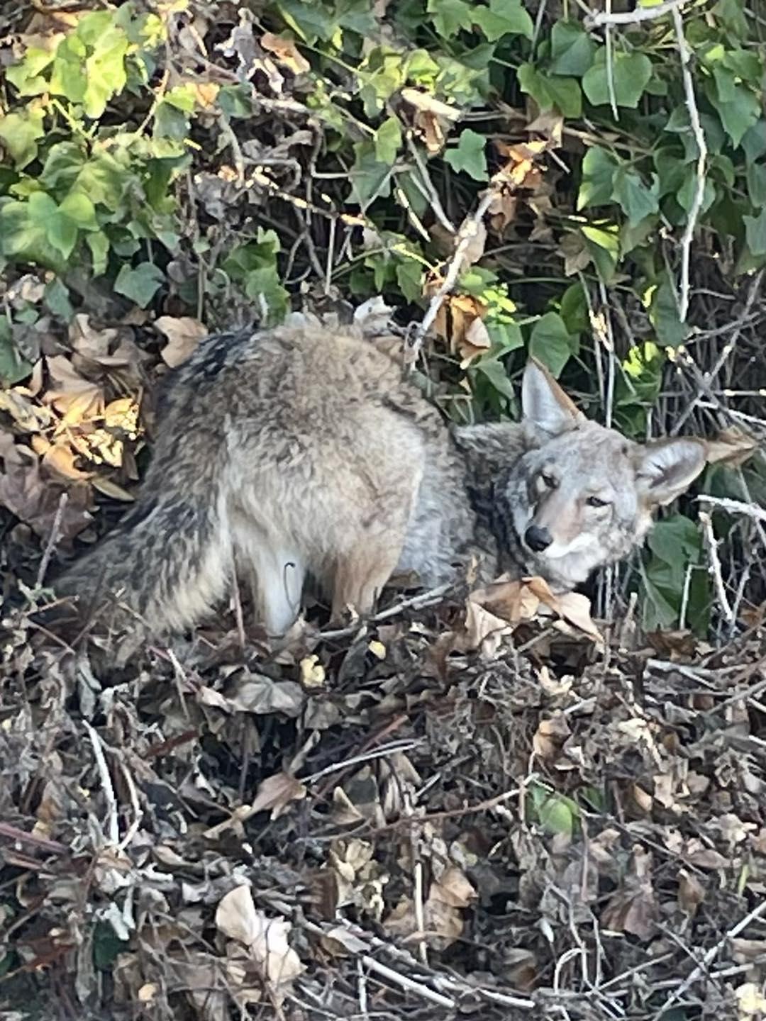 coyote curled up in the bushes