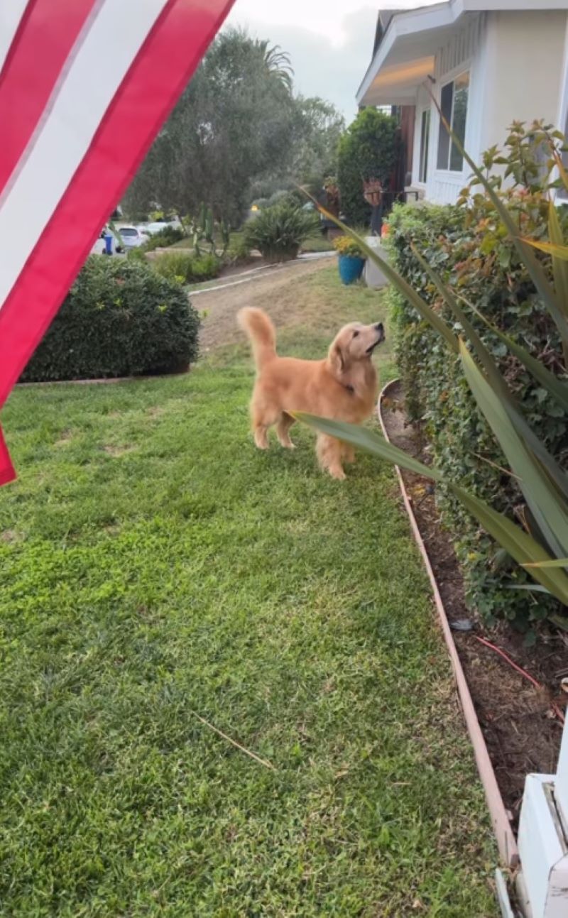 cute Golden Retriever