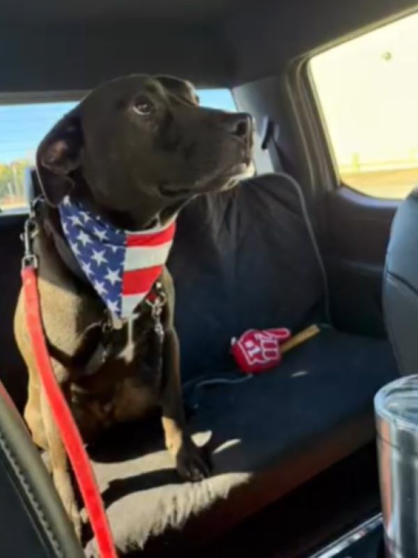 cute black dog in car