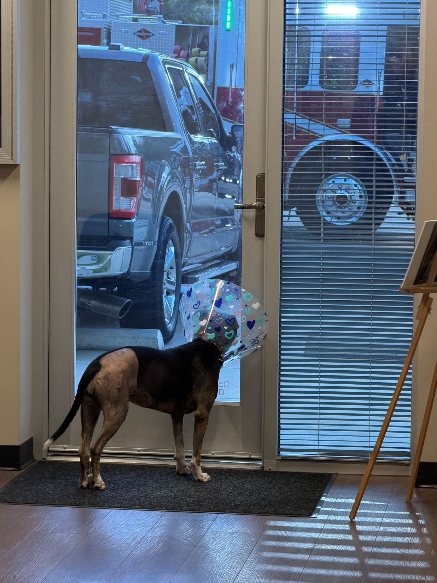cute black dog in house