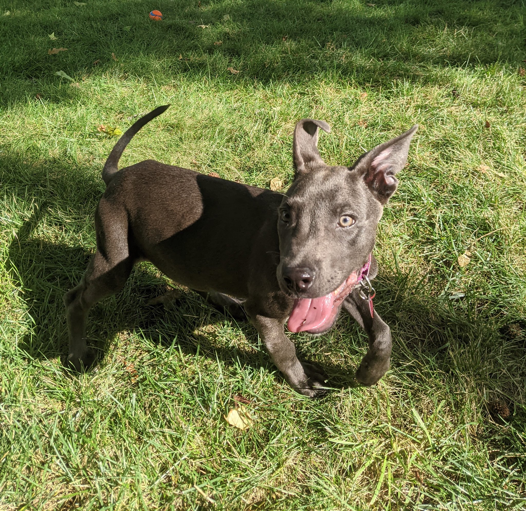 cute black puppy standing on grass