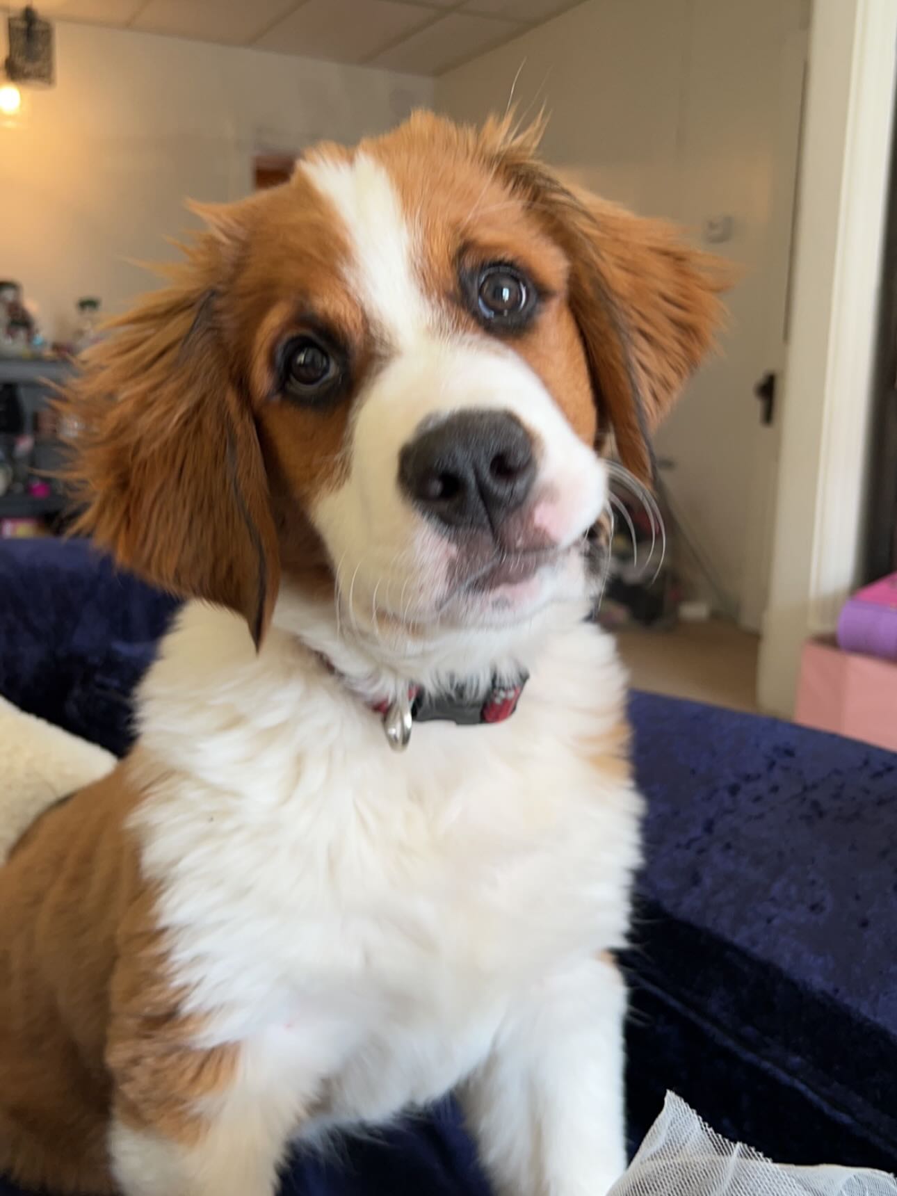 cute brown and white puppy