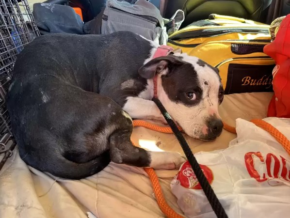 cute dog laying down