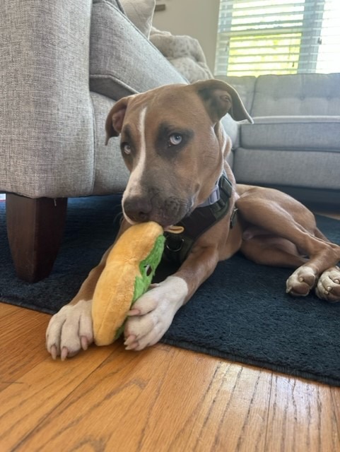cute dog laying on rug