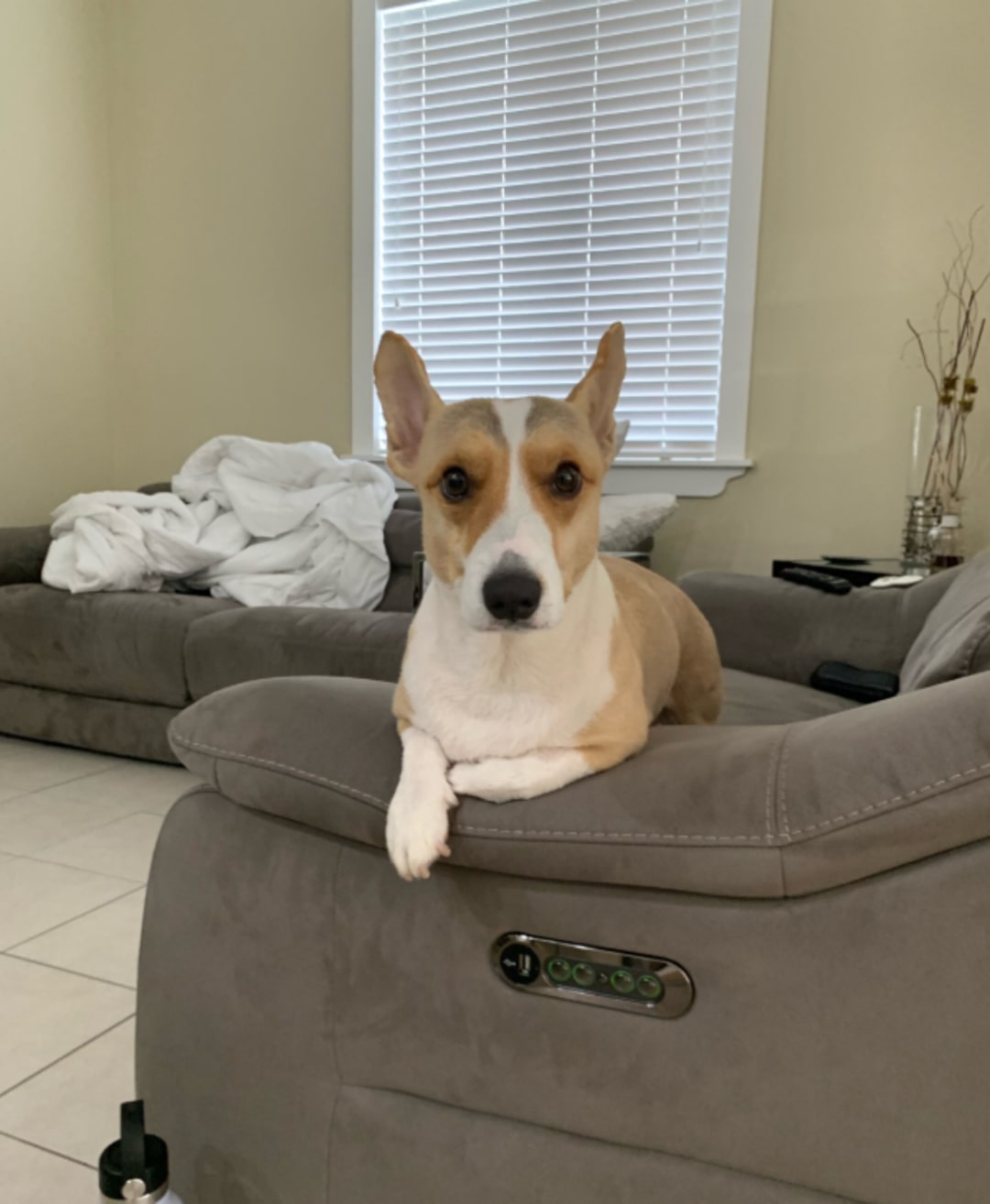 cute dog lying on the couch