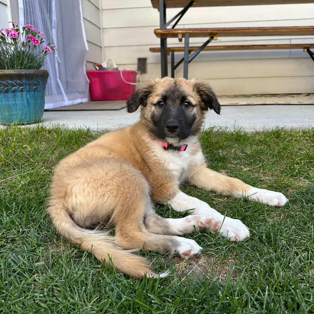 cute dog lying on the grass