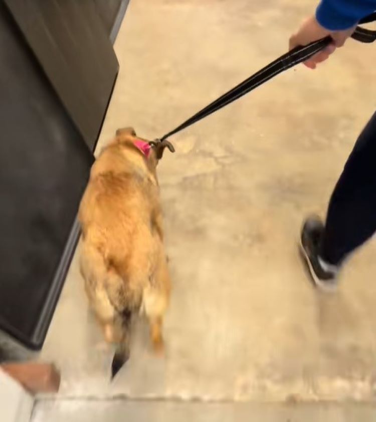 cute dog on leash