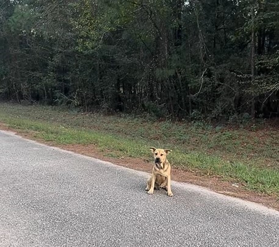 cute dog on road
