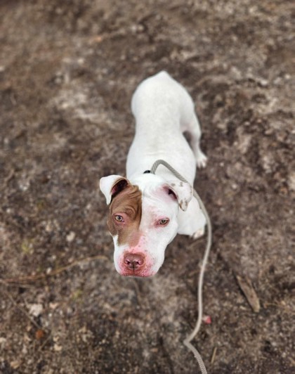cute dog posing for picture