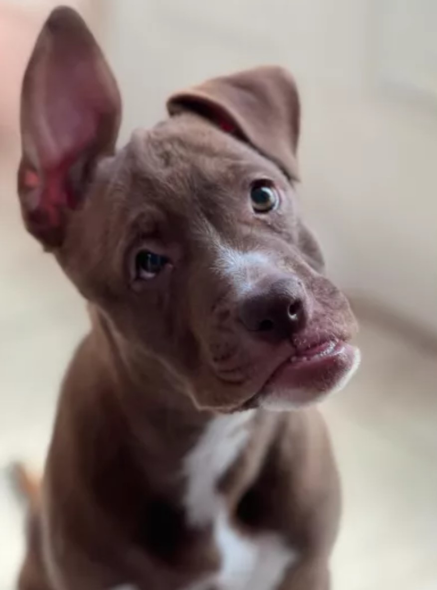 cute dog with special needs