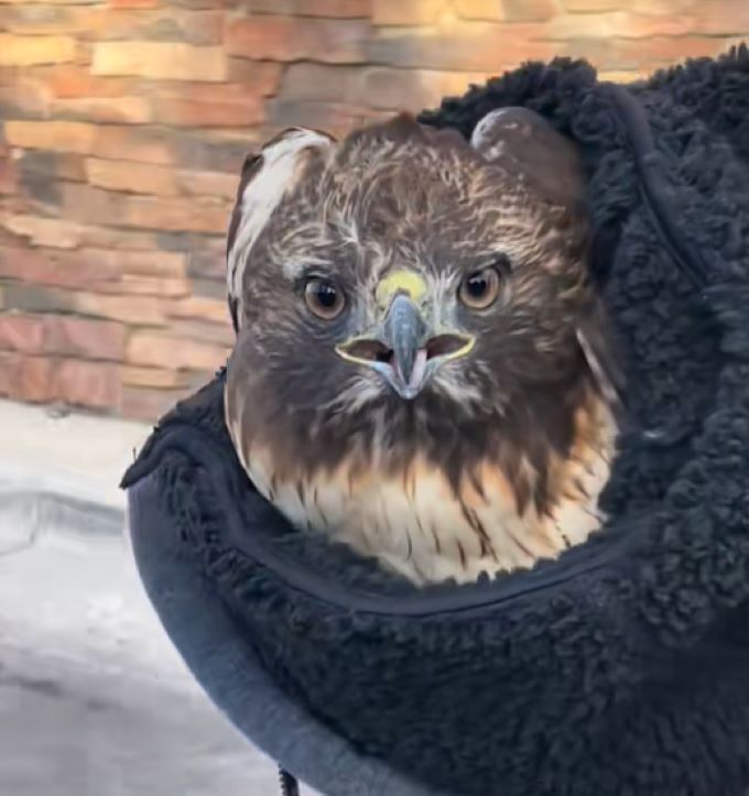 cute hawk