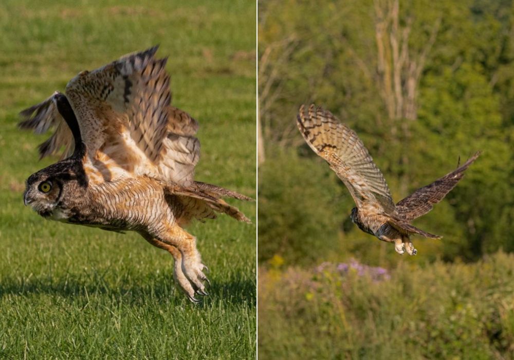 cute owl flying away